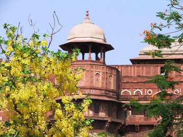This photo of a Gold Mohor (Flame) tree in bloom against the backdrop of the Agra Fort (built of red sandstone) was taken by Saleem Taqvi of New Delhi, India.  Agra Fort (or the Red Fort) is a UNESCO World Heritage Site, a South Asia landmark, and is located near India's Taj Mahal.